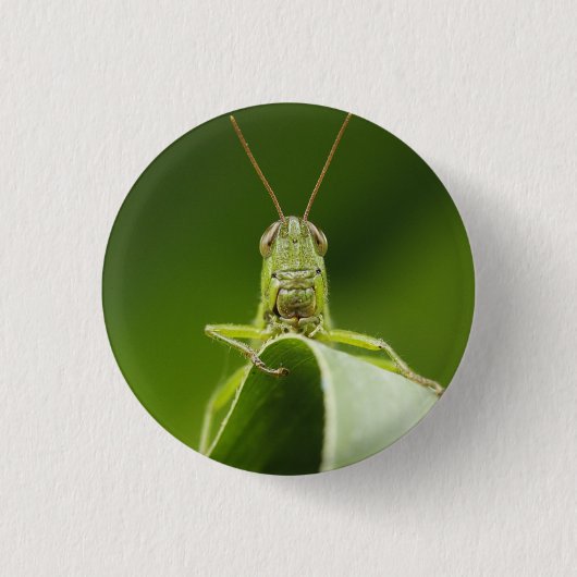 Grasshopper auf Leaf, Grasshopper-Gesicht Nah-up Button (Vorderseite)