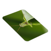Grasshopper auf Leaf, Grasshopper-Gesicht Nah-up Magnet (Rechte Seite)