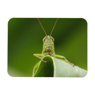 Grasshopper auf Leaf, Grasshopper-Gesicht Nah-up Magnet