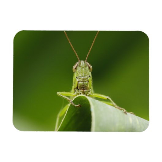 Grasshopper auf Leaf, Grasshopper-Gesicht Nah-up Magnet (Horizontal)