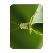 Grasshopper auf Leaf, Grasshopper-Gesicht Nah-up Magnet (Vertikal)