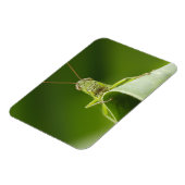 Grasshopper auf Leaf, Grasshopper-Gesicht Nah-up Magnet (Linke Seite)