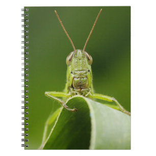 Grasshopper auf Leaf, Grasshopper-Gesicht Nah-up Notizblock