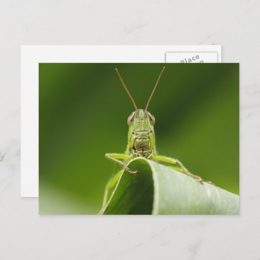 Grasshopper auf Leaf, Grasshopper-Gesicht Nah-up Postkarte (Vorne/Hinten)