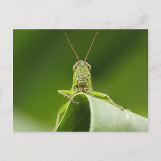 Grasshopper auf Leaf, Grasshopper-Gesicht Nah-up Postkarte (Vorderseite)