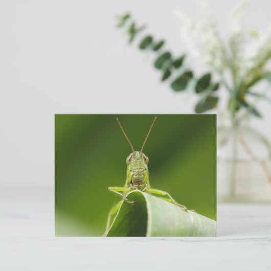 Grasshopper auf Leaf, Grasshopper-Gesicht Nah-up Postkarte (Stehend Vorderseite)