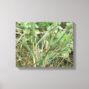 Grasshopper Camouflage Canvas Print Leinwanddruck