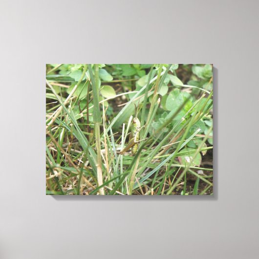 Grasshopper Camouflage Canvas Print Leinwanddruck (Vorderseite)