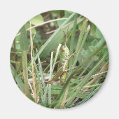 Grasshopper Camouflage Magnet (Vorne)