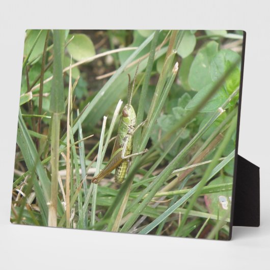 Grasshopper Camouflage Plaque Fotoplatte (Seite)