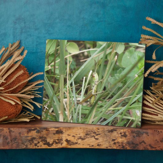 Grasshopper Camouflage Plaque Fotoplatte (Seite)