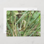 Grasshopper Camouflage Postkarte (Vorne/Hinten)