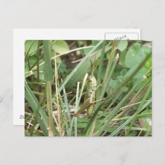Grasshopper Camouflage Postkarte (Vorne/Hinten)