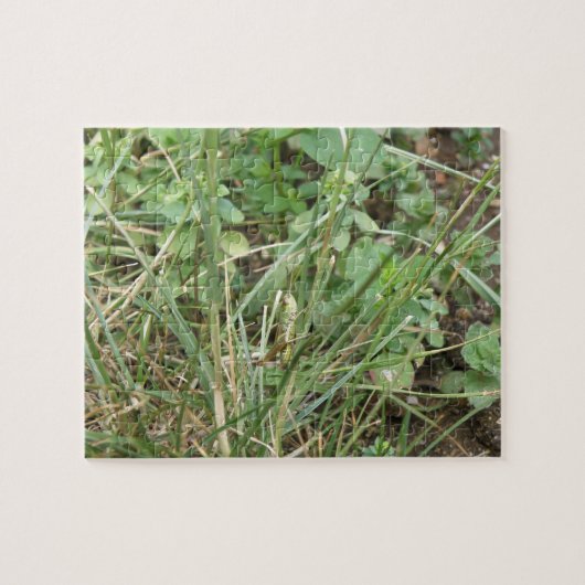 Grasshopper Camouflage Puzzle (Horizontal)