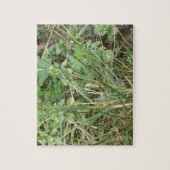 Grasshopper Camouflage Puzzle (Vertikal)