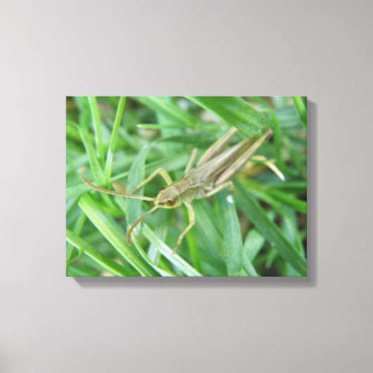 Grasshopper Canvas Print Leinwanddruck (Vorderseite)