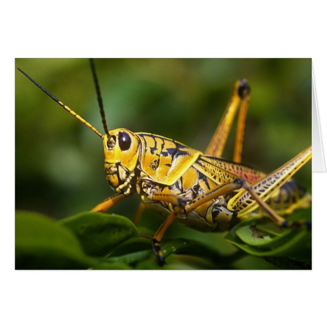 Grasshopper, Everglades National Park, Florida, (Vorderseite (Horizontal))