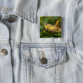 Grasshopper, Everglades National Park, Florida, Button (Beispiel)