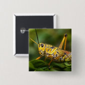 Grasshopper, Everglades National Park, Florida, Button (Vorne & Hinten)