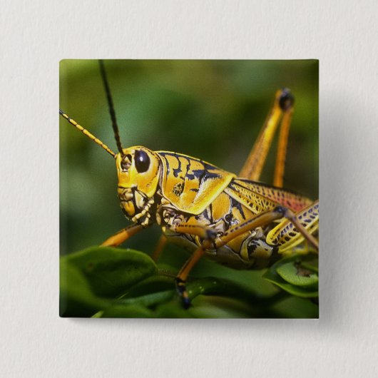 Grasshopper, Everglades National Park, Florida, Button (Vorderseite)