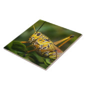 Grasshopper, Everglades National Park, Florida, Fliese (Seite)
