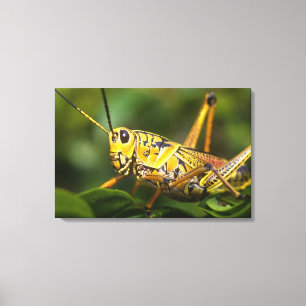 Grasshopper, Everglades National Park, Florida, Leinwanddruck