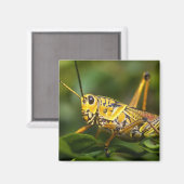 Grasshopper, Everglades National Park, Florida, Magnet (Vorderseite/Rückseite)