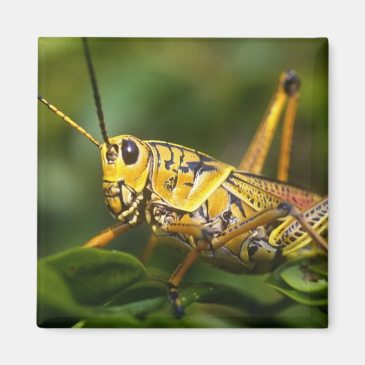 Grasshopper, Everglades National Park, Florida, Magnet (Vorne)