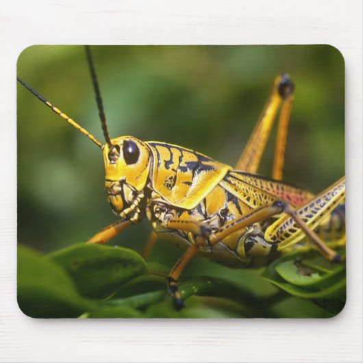 Grasshopper, Everglades National Park, Florida, Mousepad (Vorne)