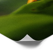 Grasshopper, Everglades National Park, Florida, Poster (Ecke)