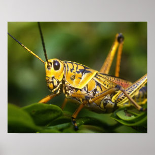 Grasshopper, Everglades National Park, Florida, Poster