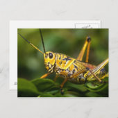 Grasshopper, Everglades National Park, Florida, Postkarte (Vorne/Hinten)