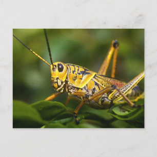 Grasshopper, Everglades National Park, Florida, Postkarte