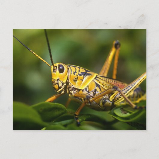 Grasshopper, Everglades National Park, Florida, Postkarte (Vorderseite)