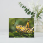 Grasshopper, Everglades National Park, Florida, Postkarte (Stehend Vorderseite)