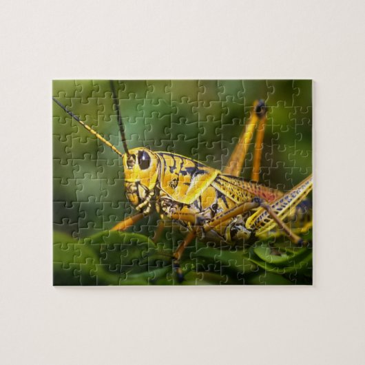 Grasshopper, Everglades National Park, Florida, Puzzle (Horizontal)