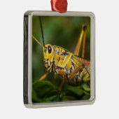 Grasshopper, Everglades National Park, Florida, Silbernes Ornament (Rechts)