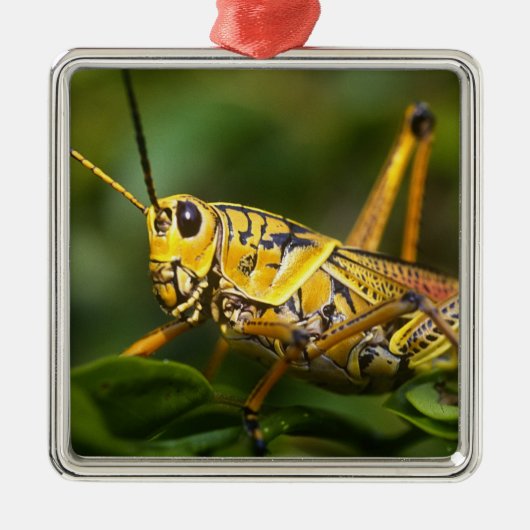 Grasshopper, Everglades National Park, Florida, Silbernes Ornament (Vorne)
