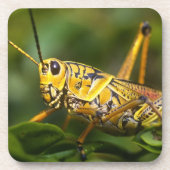 Grasshopper, Everglades National Park, Florida, Untersetzer (Vorderseite)