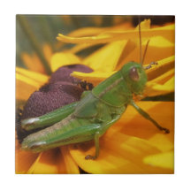 Grasshopper