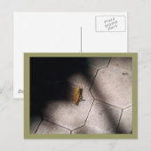 Grasshopper im Spotlight Postkarte (Vorne/Hinten)