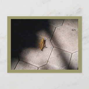 Grasshopper im Spotlight Postkarte