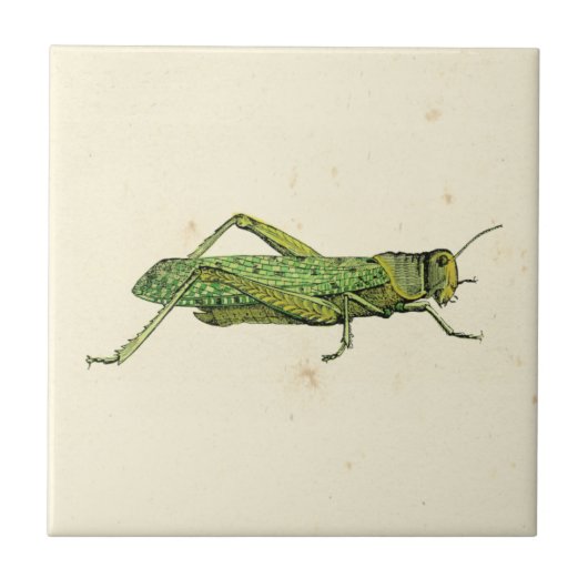 Grasshopper in der Printwerbung Fliese (Vorderseite)