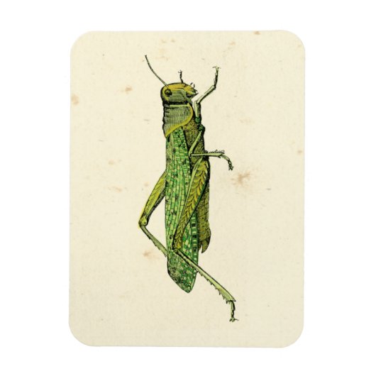 Grasshopper in der Printwerbung Magnet (Vertikal)