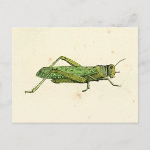 Grasshopper in der Printwerbung Postkarte