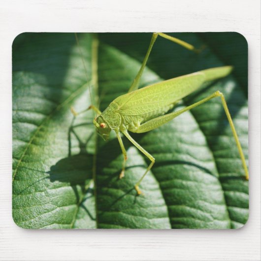 Grasshopper, Insekt, Käfer, Insekt Mousepad (Vorne)