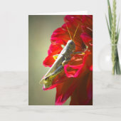 Grasshopper Karte (Vorderseite)