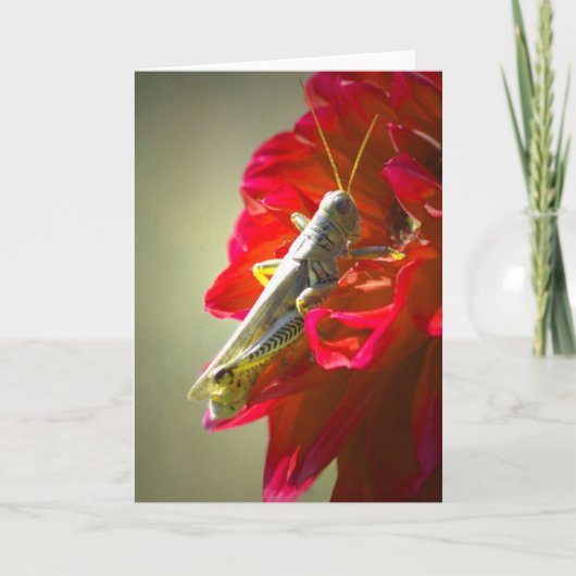 Grasshopper Karte (Vorderseite)