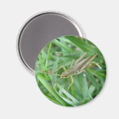 Grasshopper Magnet (Vorderseite/Rückseite)