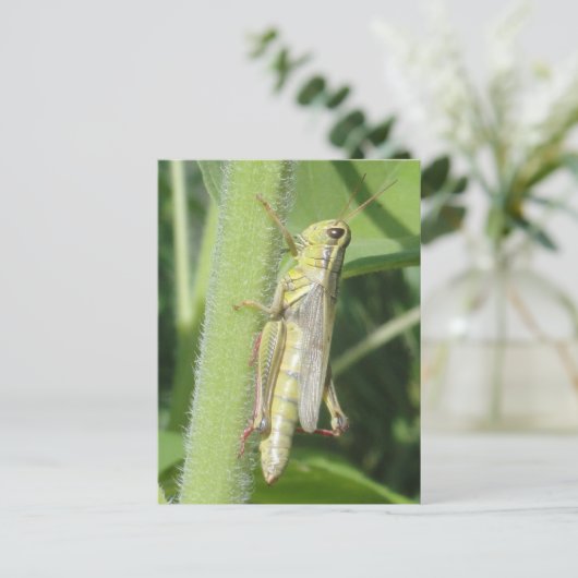 Grasshopper Nah Postkarte (Stehend Vorderseite)